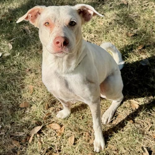 Photo of Caspian, adoptable American Staffordshire Terrier in Houston, Texas