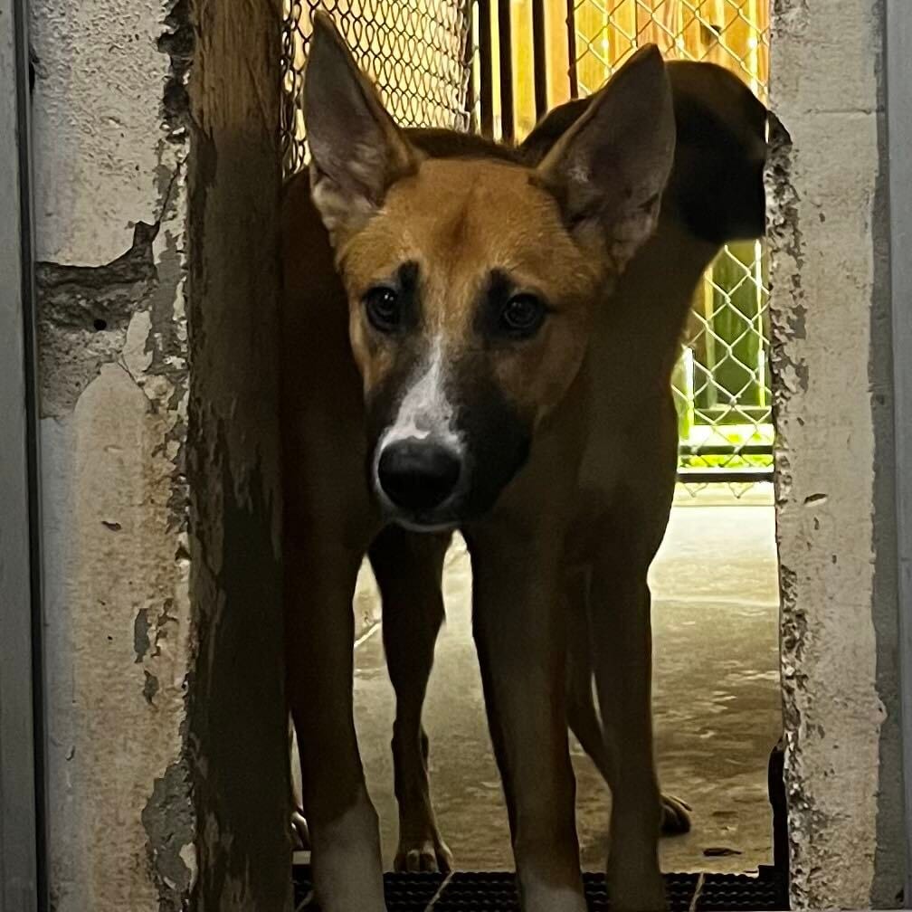 Photo of Lord Pom Pom, adoptable Mixed Breed (Medium) in Summerville, South Carolina