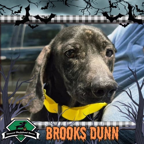 Photo of Brooks Dunn, adoptable Dachshund in San Antonio, Texas