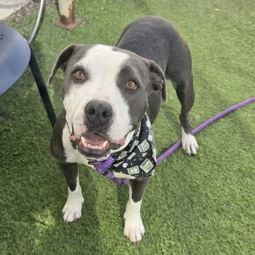 Photo of Maizie, adoptable American Pit Bull Terrier in Phoenix, Arizona