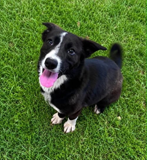 Photo of Peaches, adoptable Unknown breed in Shelburne, Vermont