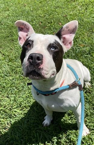 Photo of Molly, adoptable Pit Bull Terrier in Greensbo, North Carolina