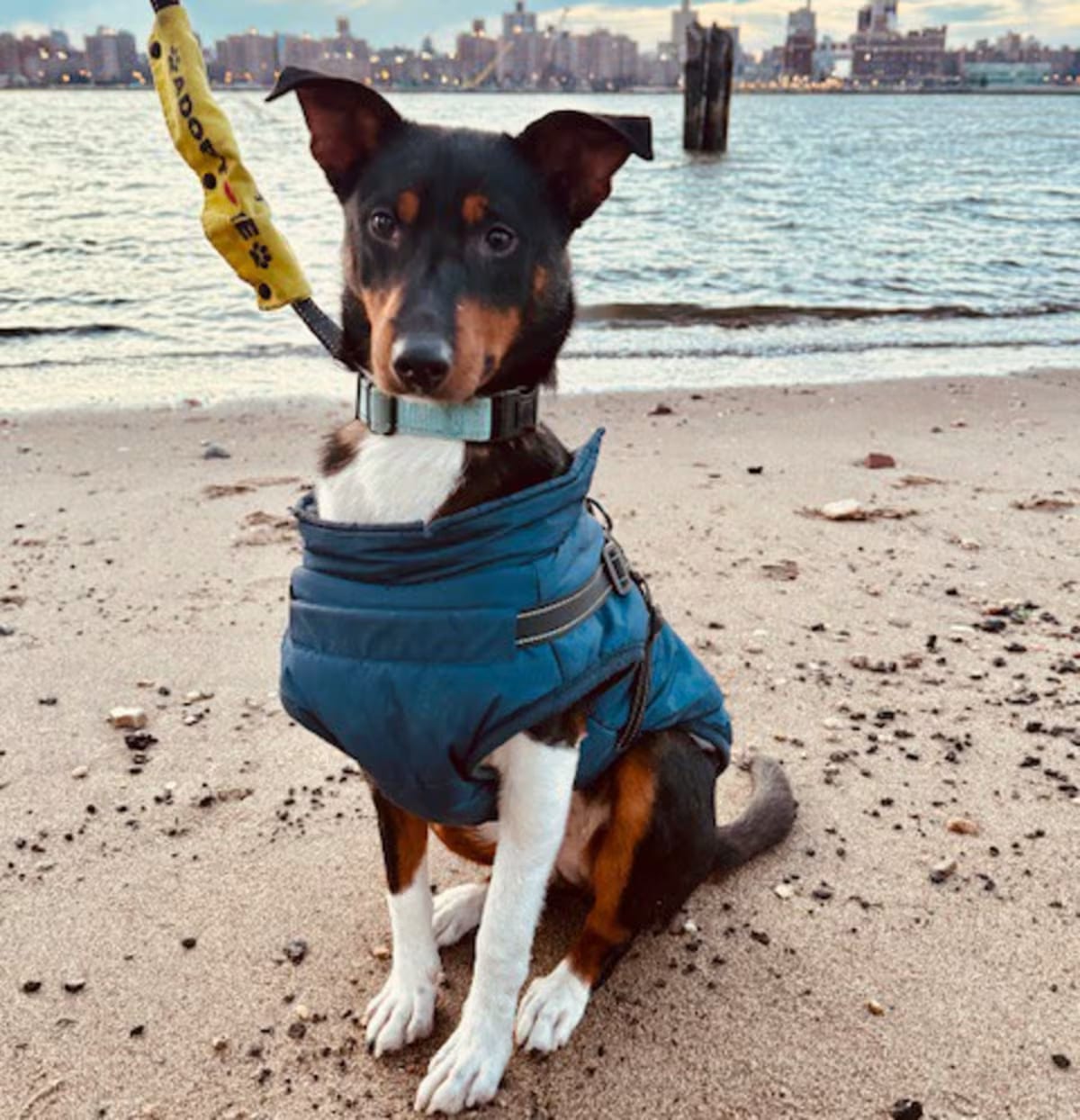 Photo of Duke, adoptable Sheltie, Shetland Sheepdog/Terrier (Unknown Type, Small) in New York, New York