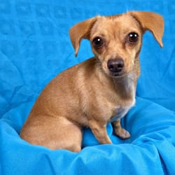 Photo of Pipsy, adoptable Chihuahua Pointer in Hondo, Texas