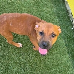 Photo of Tide 0464, adoptable Mixed Breed (Medium) in Loxahatchee, Florida