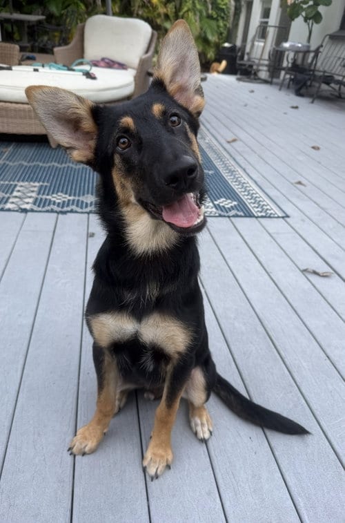 Photo of Stoney - M, adoptable German Shepherd Dog in Tampa, Florida