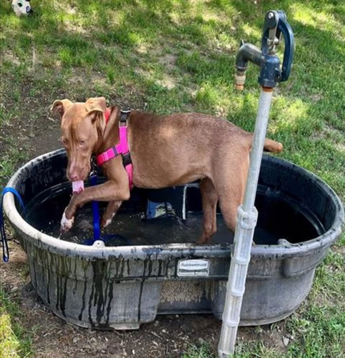 Photo of Nyla, adoptable American Pit Bull Terrier in Methuen, Massachusetts