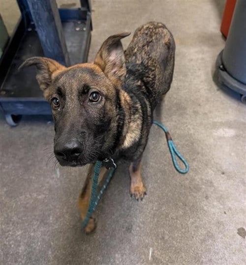 Photo of Haji, adoptable German Shepherd Dog in Sacramento, California