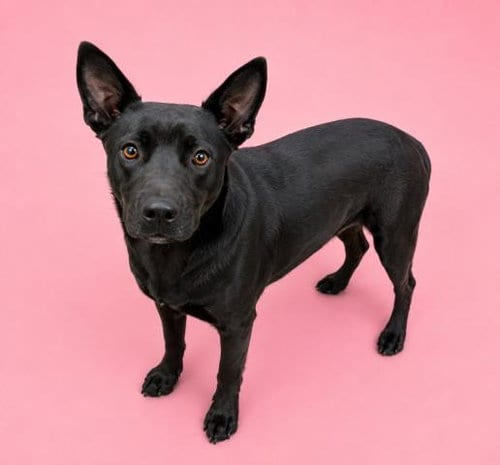 Photo of Cleo, adoptable German Shepherd Dog in HESPERIA, California