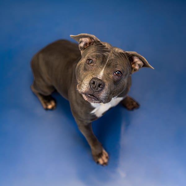 Photo of Vc- 8 Lucy, adoptable Pit Bull cross in Lawrenceville, Georgia