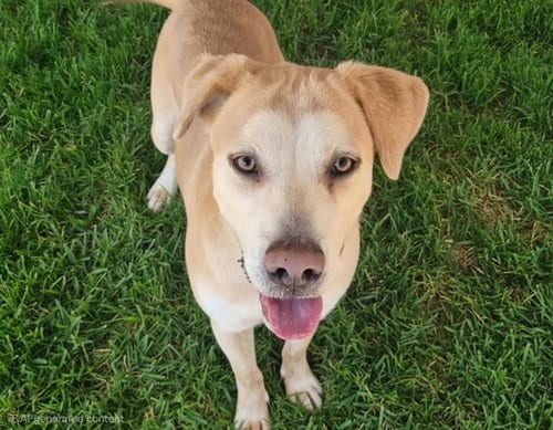Photo of Cochi, adoptable Labrador Retriever in Albuquerque, New Mexico