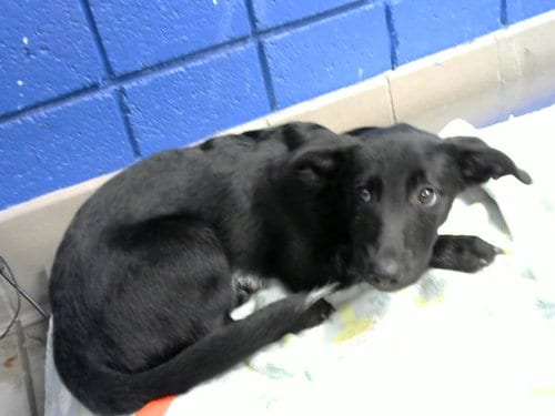 Photo of Precious, adoptable Pembroke Welsh Corgi in Albuquerque, New Mexico