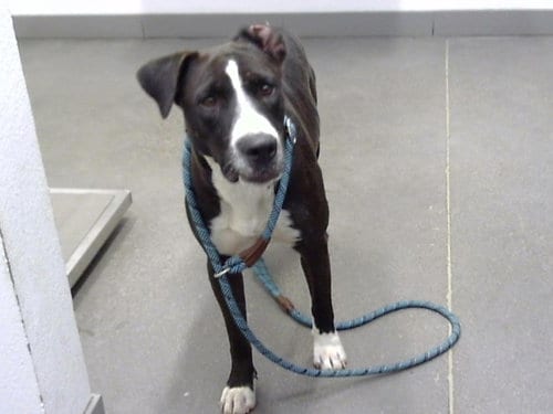 Photo of Tinkerbell, adoptable American Pit Bull Terrier in Mesa, Arizona