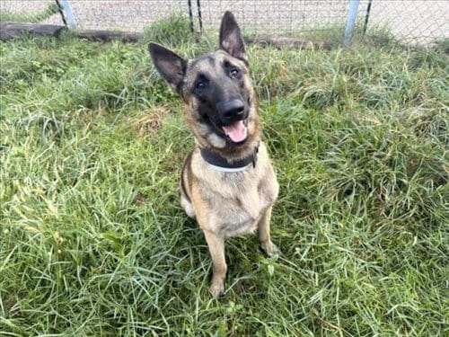 Photo of Lobo, adoptable German Shepherd Dog in Houston, Texas