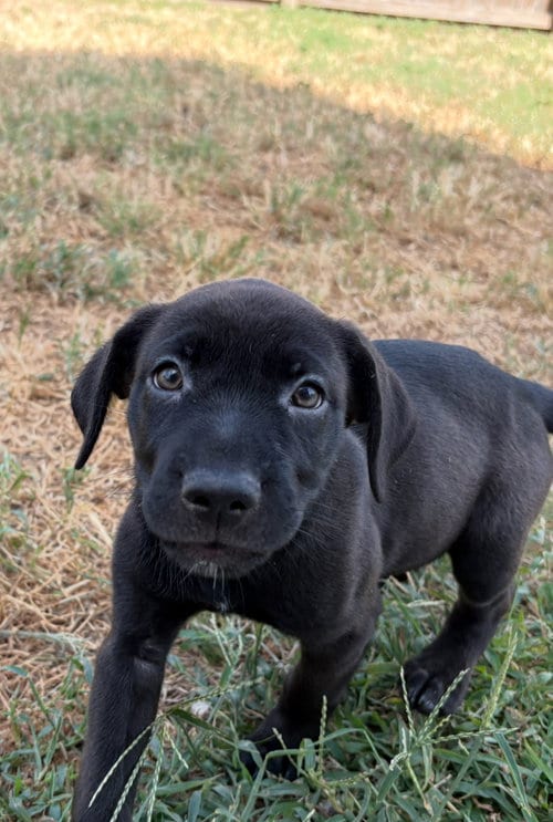 Photo of Little Runt, adoptable Labrador Retriever in The Woodlands, Texas