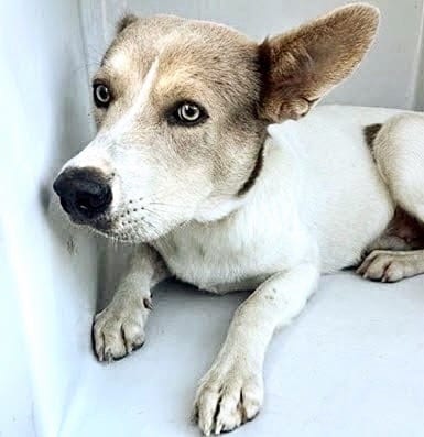 Photo of Senior Carolina Dog, adoptable Carolina Dog in Houston, Texas