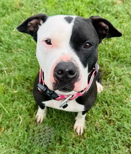 Photo of Chicka Dee, adoptable Terrier, American Pit Bull/Mix in The Colony, Texas