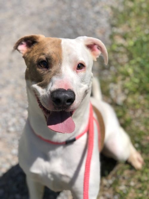 Photo of B, adoptable Pit Bull Terrier in Elkins, West Virginia