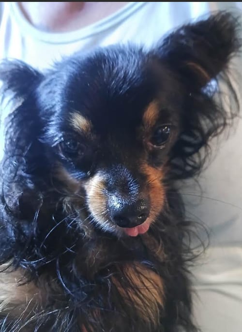 Photo of Taco in TX, adoptable Chihuahua in Cranston, Rhode Island