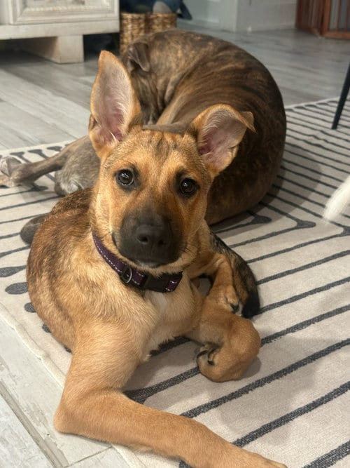 Photo of Punkin, adoptable Terrier in The Woodlands, Texas