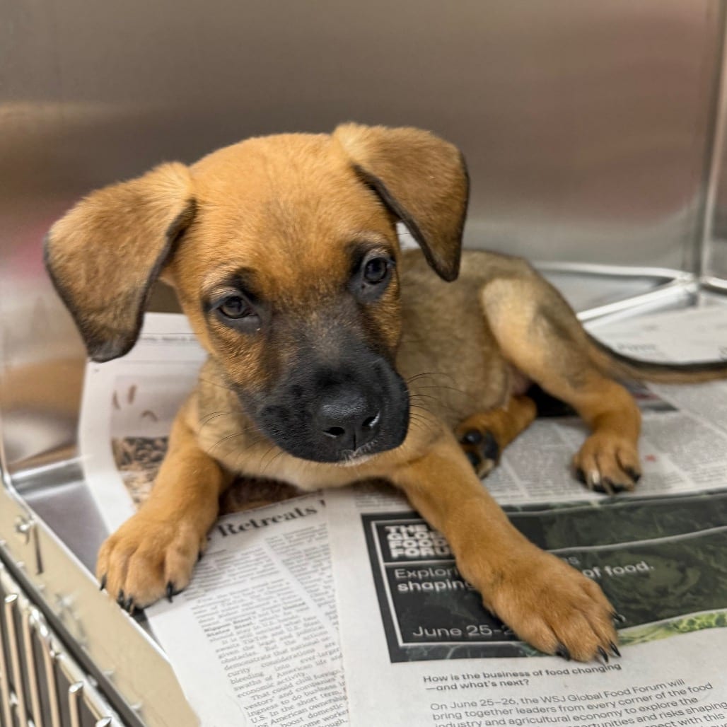 Photo of Sienna, adoptable Retriever, Labrador / Mixed Breed (Medium) in Staunton, Virginia