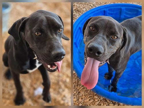 Photo of Jetson, adoptable Labrador Retriever in Albuquerque, New Mexico