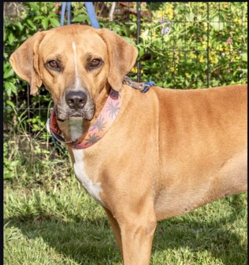 Photo of Jeremy, adoptable Black Mouth Cur in Estero, Florida