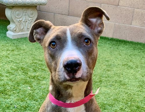 Photo of Xenia, adoptable Pit Bull Terrier in Moreno Valley, California
