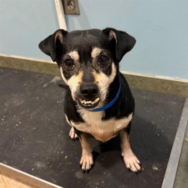 Photo of Nolan, adoptable Miniature Pinscher in Salem, Massachusetts