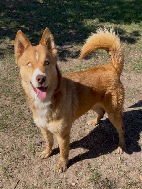 Photo of Luna, adoptable Husky in Conroe, Texas