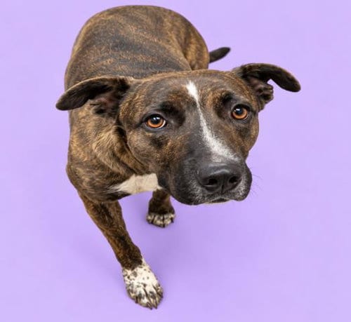 Photo of Rantzy, adoptable Pit Bull Terrier in HESPERIA, California