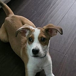 Photo of Basil, adoptable Pug Beagle in Lebanon, Connecticut