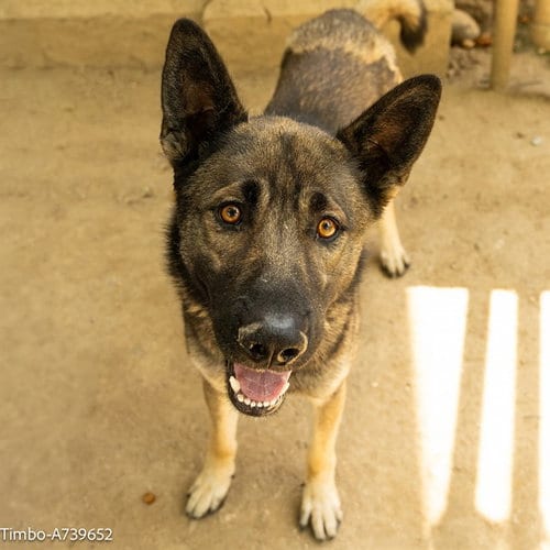 Photo of Timbo, adoptable German Shepherd Dog in Sacramento, California
