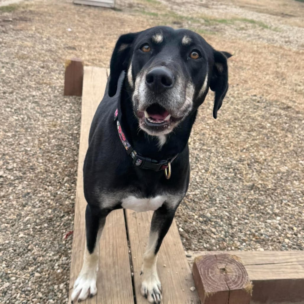 Photo of Casey, adoptable Hound / Mix in Monticello, Iowa