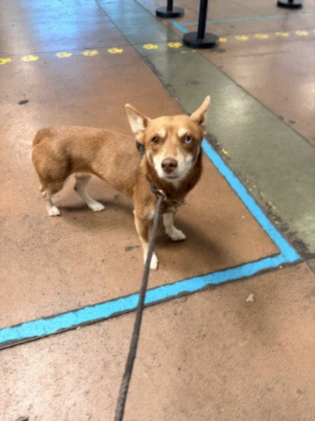 Photo of Louise Yin, adoptable Australian Kelpie in Van Nuys, California