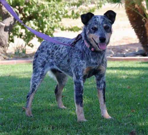 Photo of Harvey, adoptable Australian Cattle Dog/Blue Heeler in Paso Robles, California