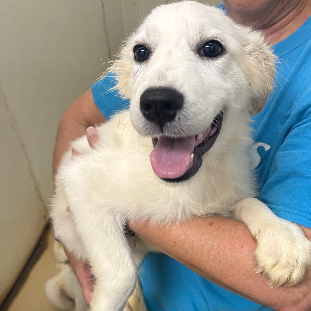 Photo of Marley - Chino Hills Location, adoptable Pyrenees, Great / Mix