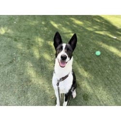 Photo of Cooper, adoptable Parson Russell Terrier in Chatsworth, California