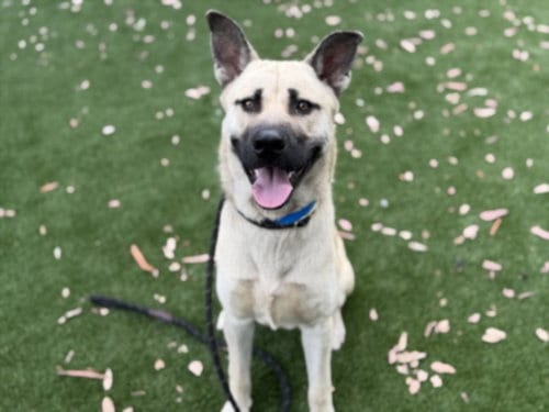 Photo of Murray, adoptable German Shepherd Dog in Los Angeles, California