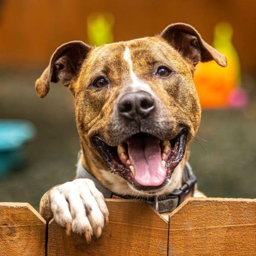 Photo of Flip Flop (I Have a Secret Crush!), adoptable Terrier / Mix in Decatur, Georgia
