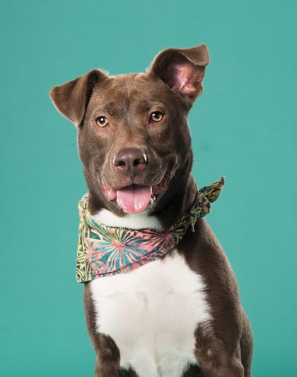 Photo of Bullseye, adoptable dog in Atlanta, Georgia