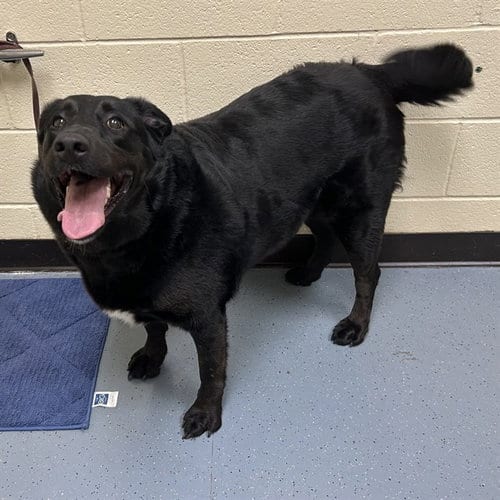 Photo of Bastet, adoptable Labrador Retriever in Denver, Colorado