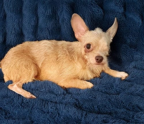 Photo of Buck, adoptable Chihuahua in Ft Lauderdale, Florida