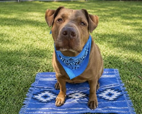 Photo of Remmick, adoptable Pit Bull Terrier in Orange, California