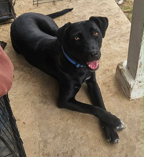 Photo of Jade, adoptable Labrador Retriever in Paramus, New Jersey