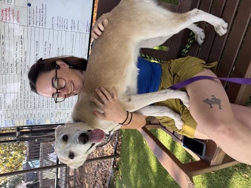 Photo of Poppy, adoptable Siberian Husky in Santa Barbara, California