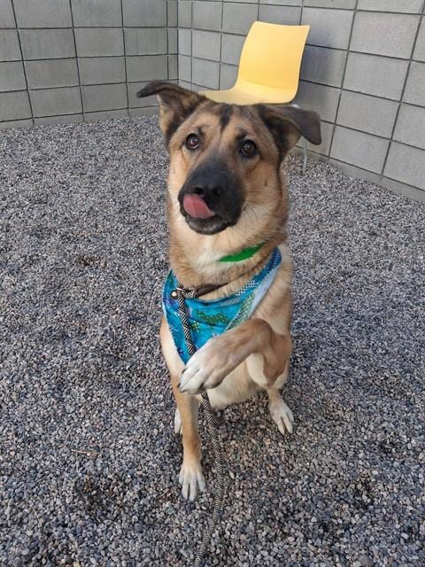 Photo of Donnie, adoptable German Shepherd Dog in Mesa, Arizona