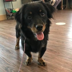 Photo of Drifter, adoptable Shepherd (Unknown Type) Dachshund in Loxahatchee, Florida