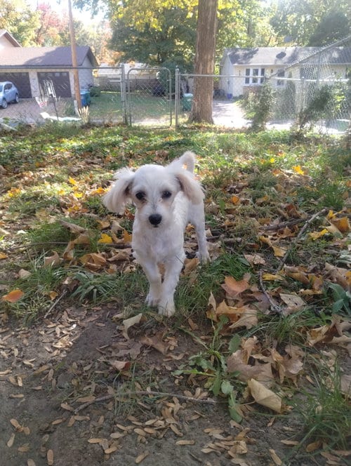 Photo of Nokomis, adoptable Maltese in St. Louis Park, Minnesota