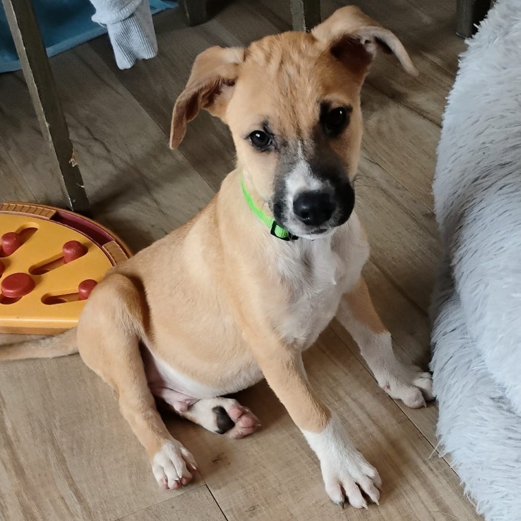 Photo of Jake, adoptable Mixed Breed (Medium) in Buffalo, Minnesota
